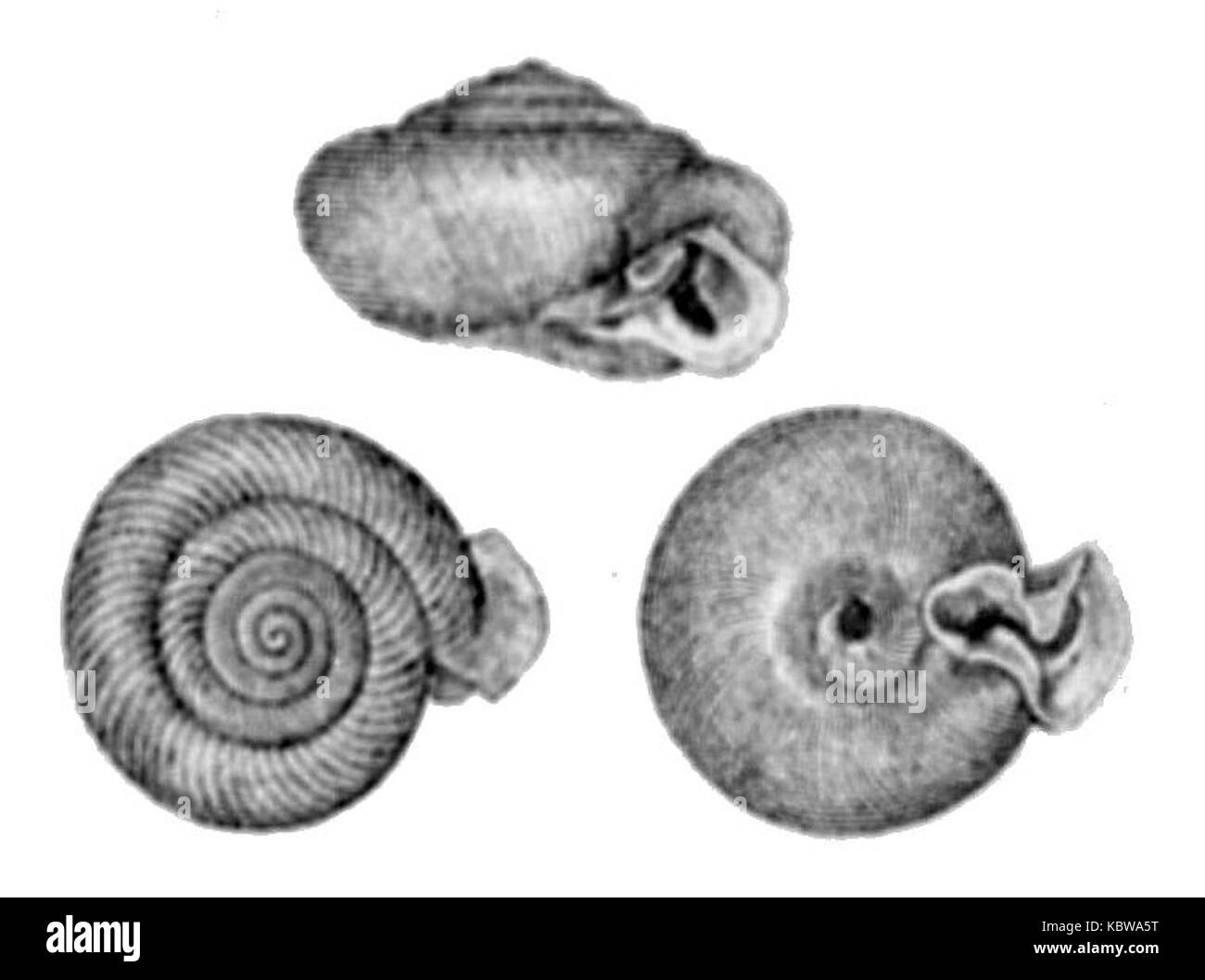 Daedalochila auriculata, una specie di lumaca di terra trovata nel Nord America, caratterizzata dal suo conchiglio a spirale e dal suo habitat terrestre, comuni negli ambienti boschivi. Foto Stock