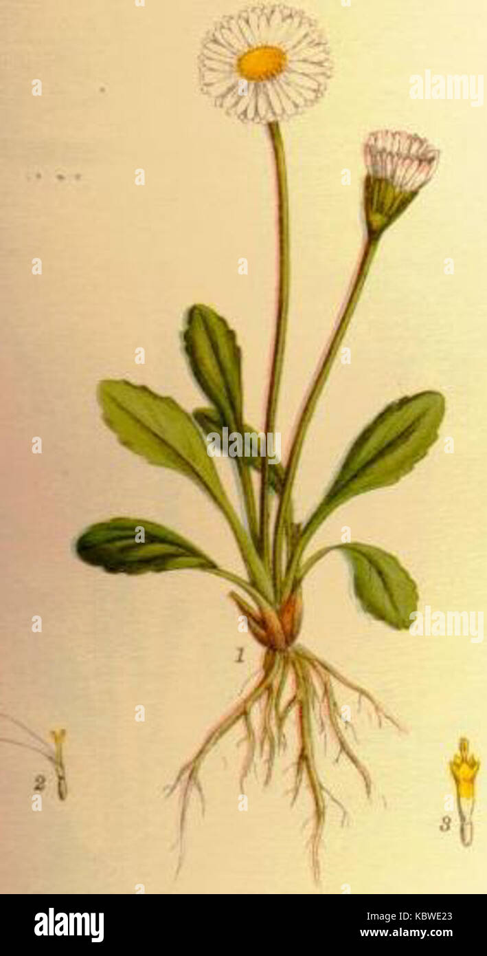 Un'illustrazione di Bellis perennis, comunemente nota come la margherita, che mostra le sue caratteristiche botaniche in una stampa botanica dettagliata. Foto Stock