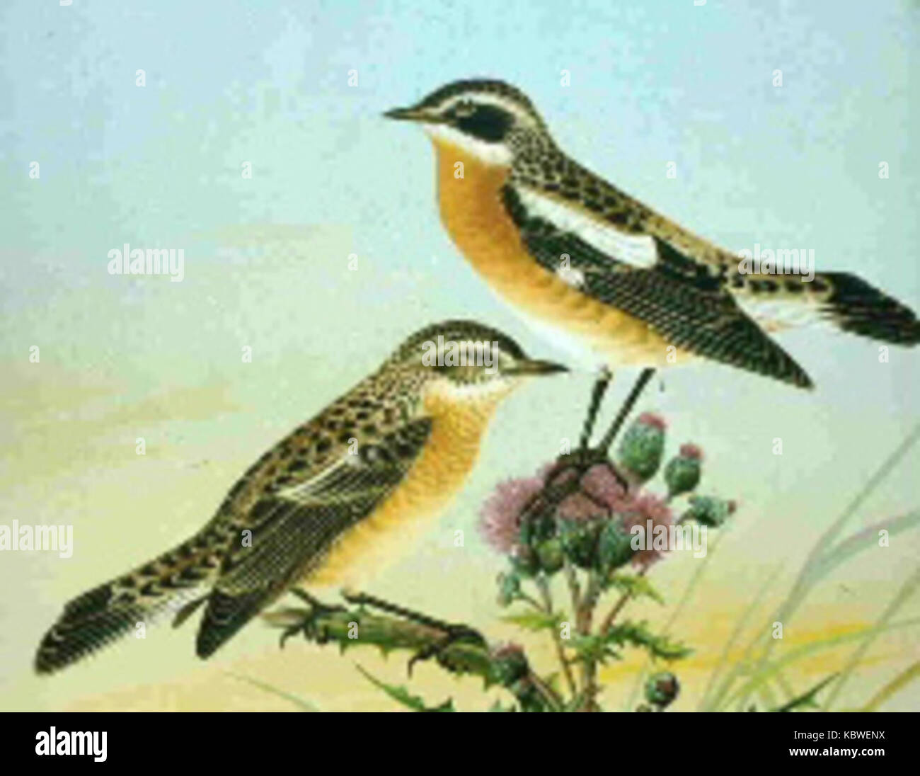 Whinchats Foto Stock