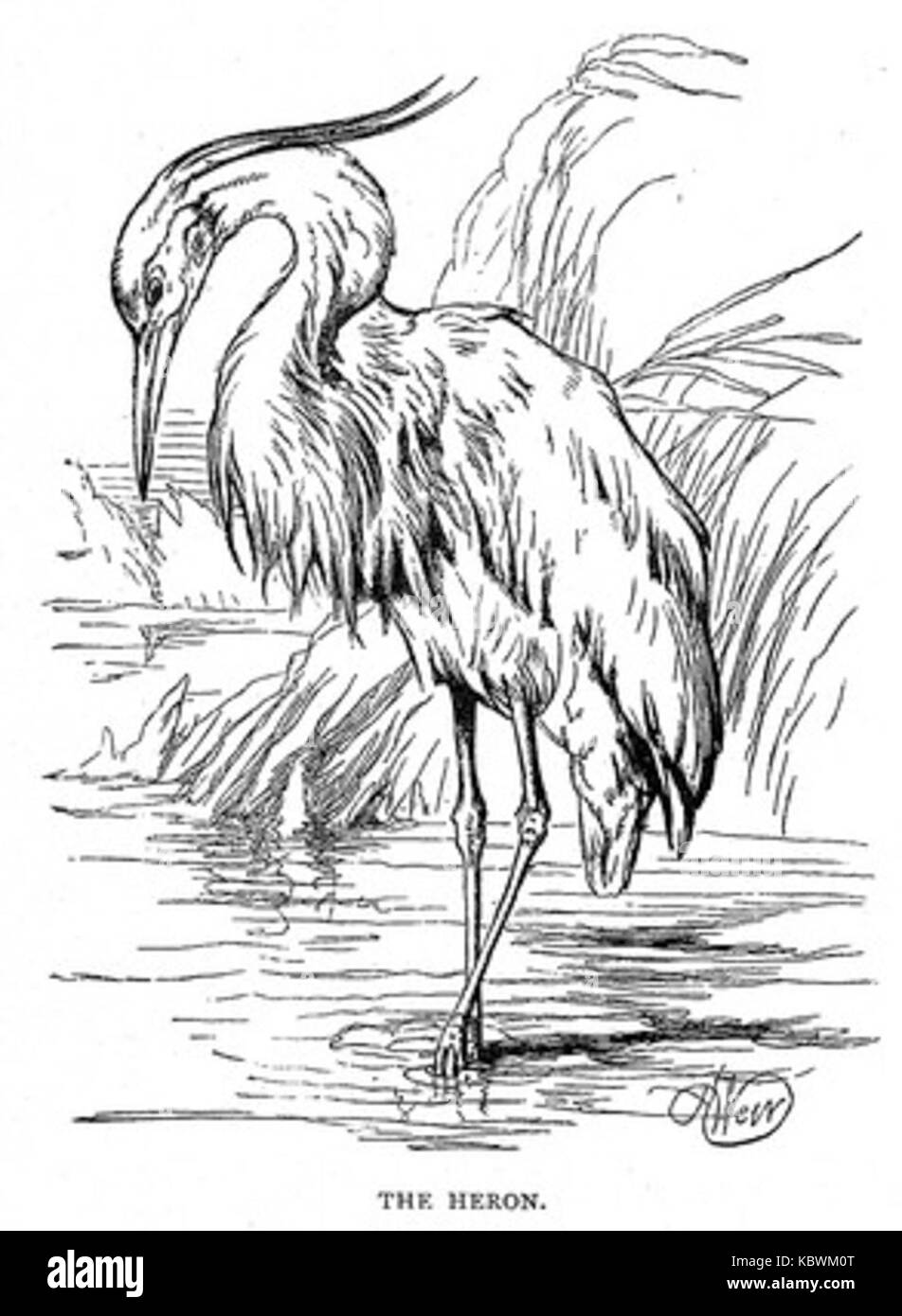 L'Airone Foto Stock