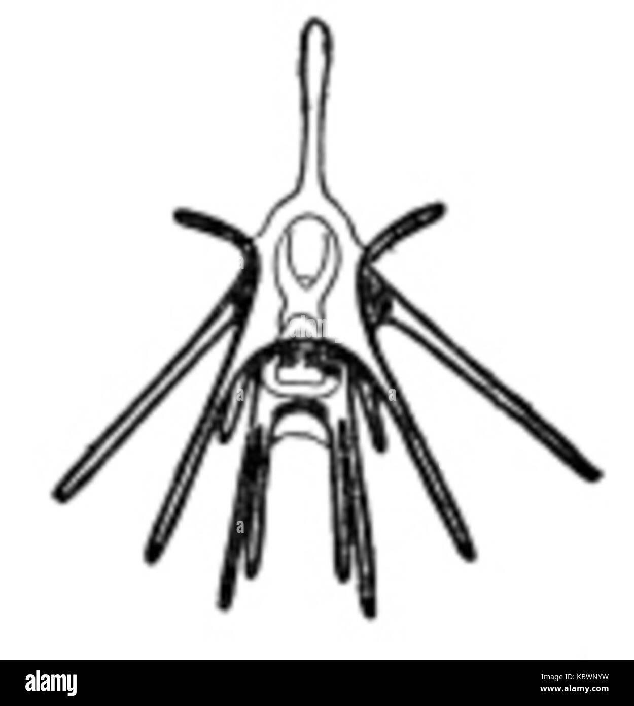 Pluteo001 Foto Stock