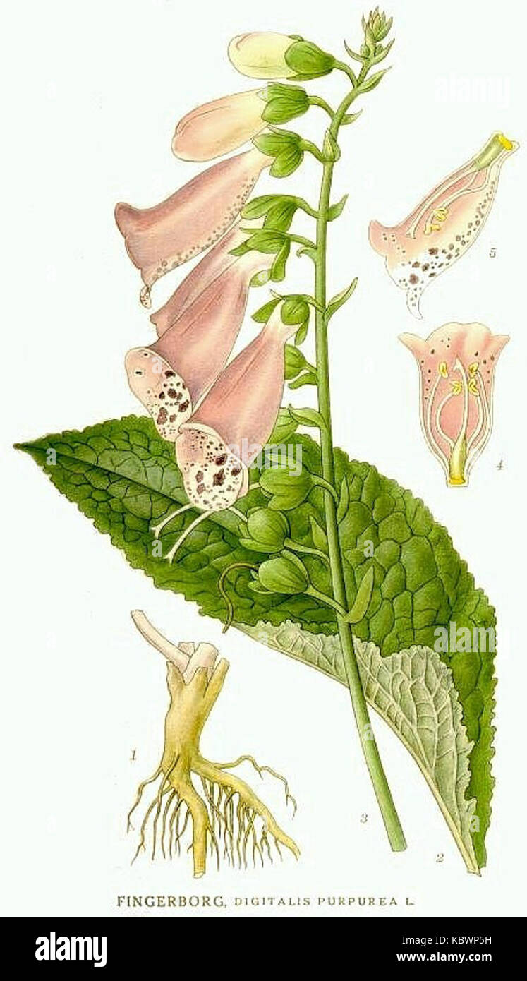 566 Digitalis purpurea Foto Stock