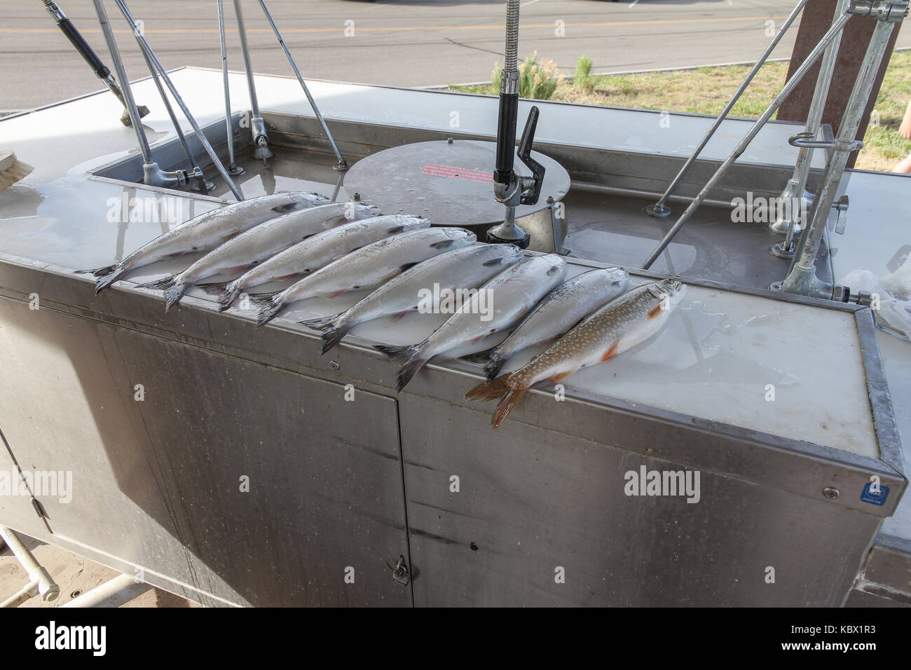 Pescato fresco il Salmone Kokanee il salmone e la trota di lago (mackinaw) su una tabella di pulizia. catturati al blue mesa serbatoio, gunnison Colorado, Stati Uniti d'America. Foto Stock