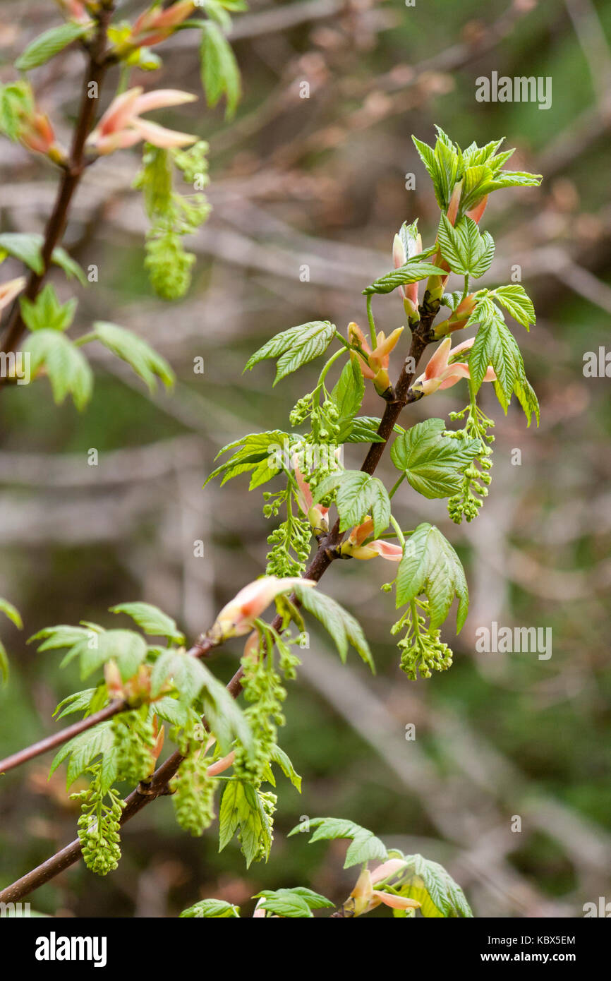 Emergono fiori e fogliame di Acer pseudoplatanus, il sicomoro,in primavera Foto Stock