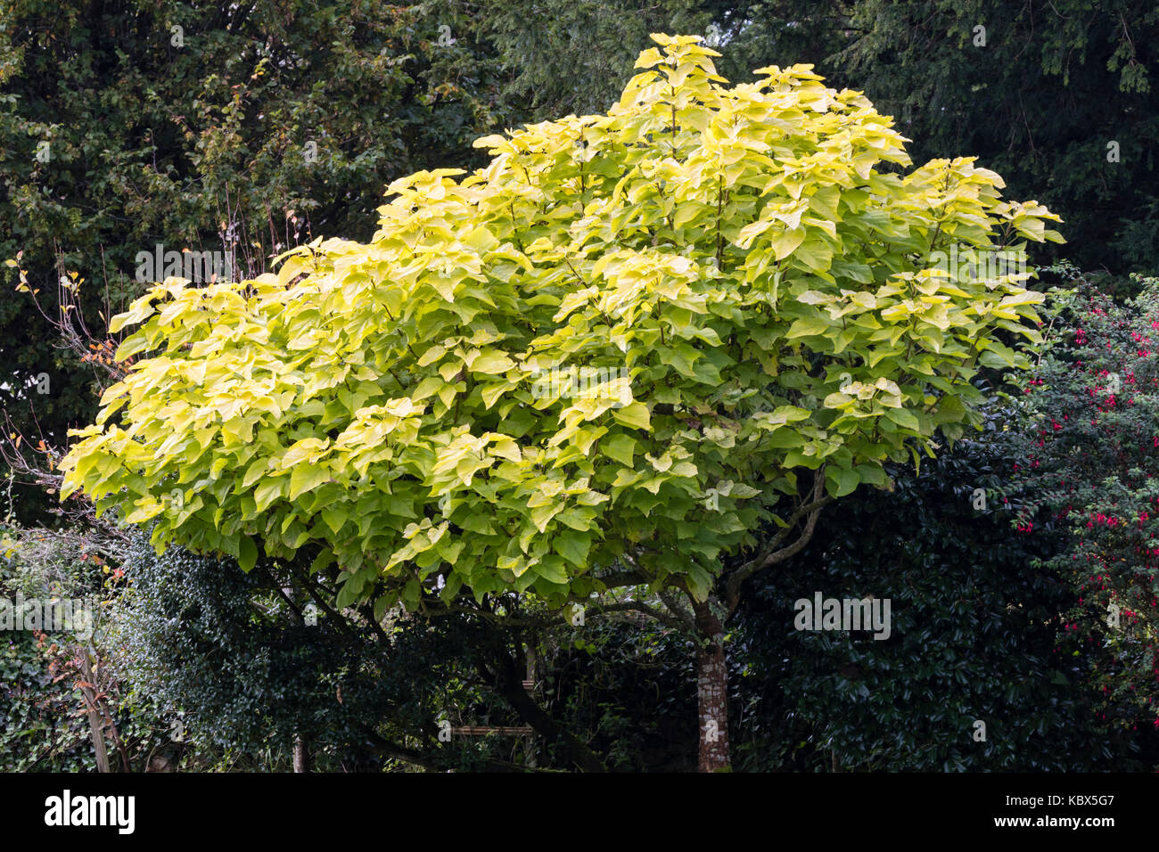 Il giallo dorato delle foglie di esotiche Indiane ornamentali Bean tree, Catalpa bignonioides 'aurea' Foto Stock