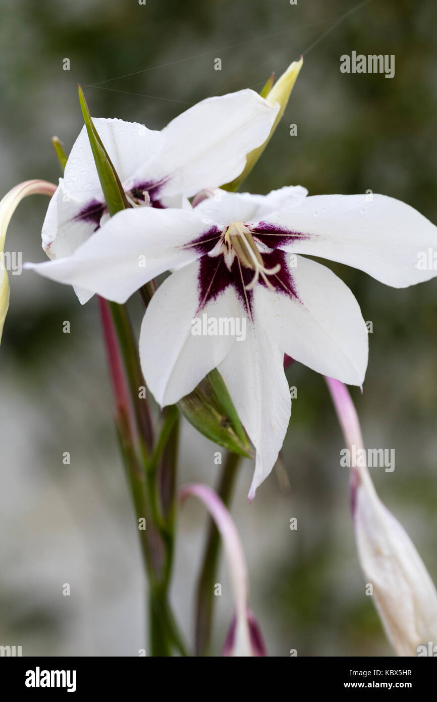 Viola eyed fiore bianco della fioritura autunnale harf hardy abissino di gladiolus, Gladiolus murielae Foto Stock