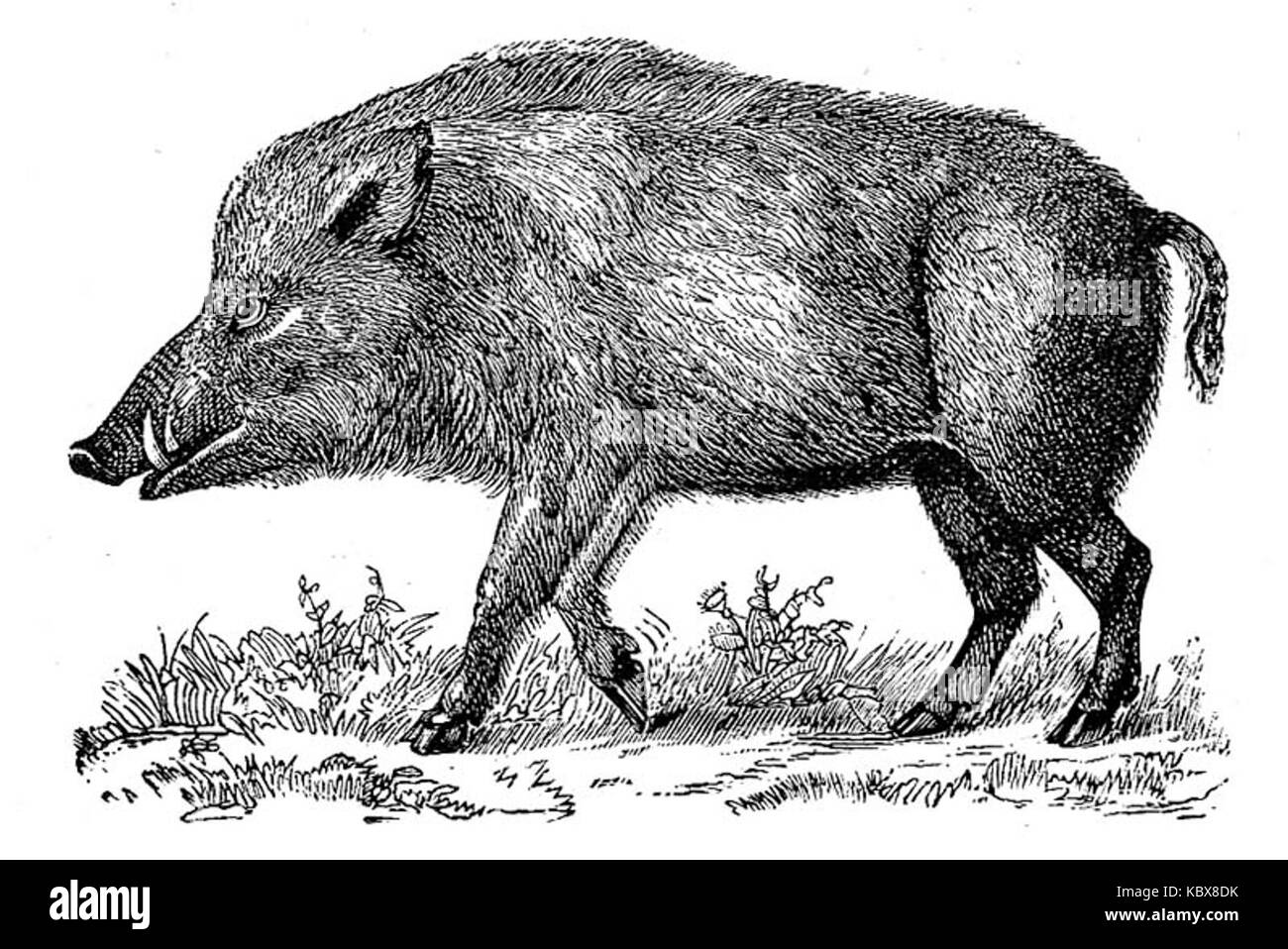 Il cinghiale Foto Stock