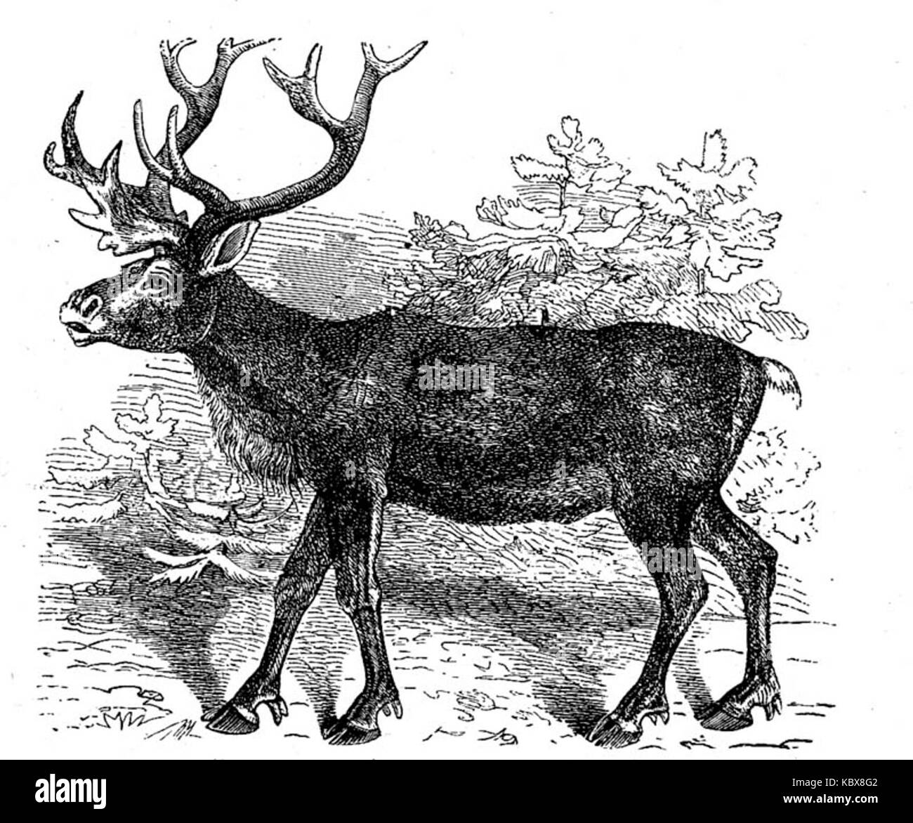 Il Cervus tarandus, comunemente noto come renna, è un grande mammifero erbivoro che si trova nelle regioni settentrionali. È noto per le sue corna e il comportamento migratorio nei climi difficili. Foto Stock