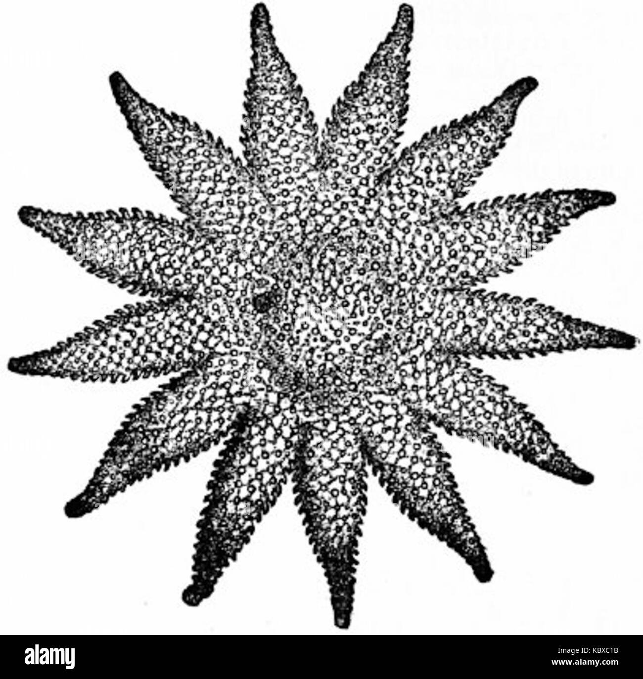 La britannica Echinoderma 17 Foto Stock