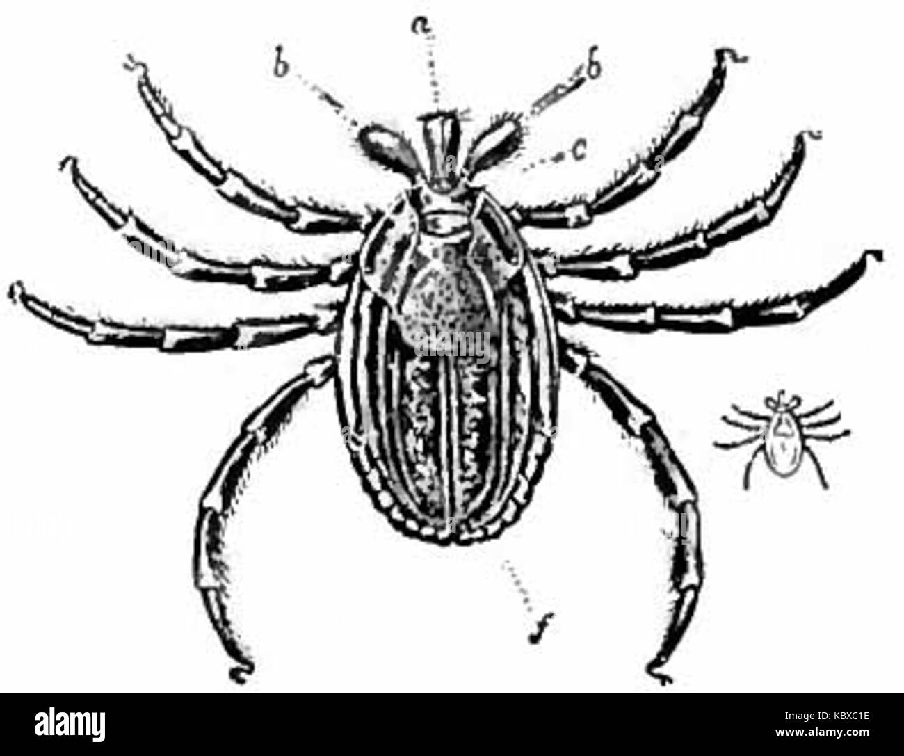 La britannica Tick 1 Foto Stock