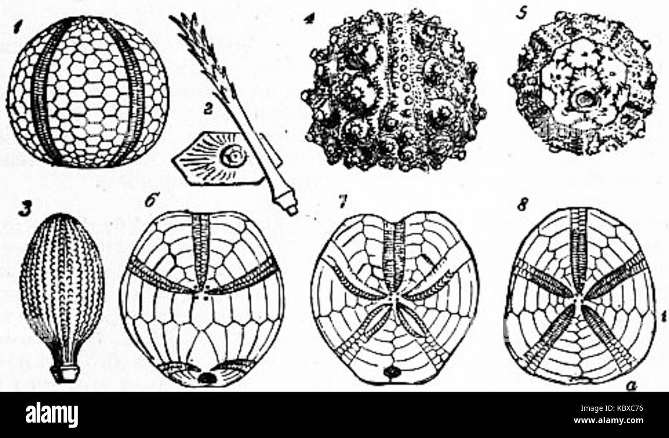 Il Britannica Echinoderma, pubblicato nel 1947, fornisce uno sguardo approfondito agli echinodermi, un gruppo di animali marini tra cui stelle marine, ricci di mare e cetrioli di mare. Questo lavoro di riferimento esplora la loro biologia, classificazione e ruoli ecologici. Foto Stock