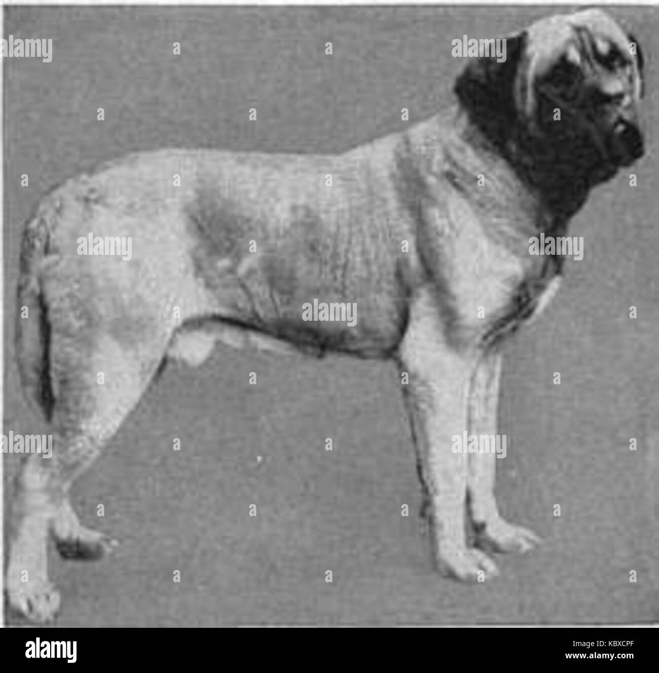 La britannica cane 4 Foto Stock