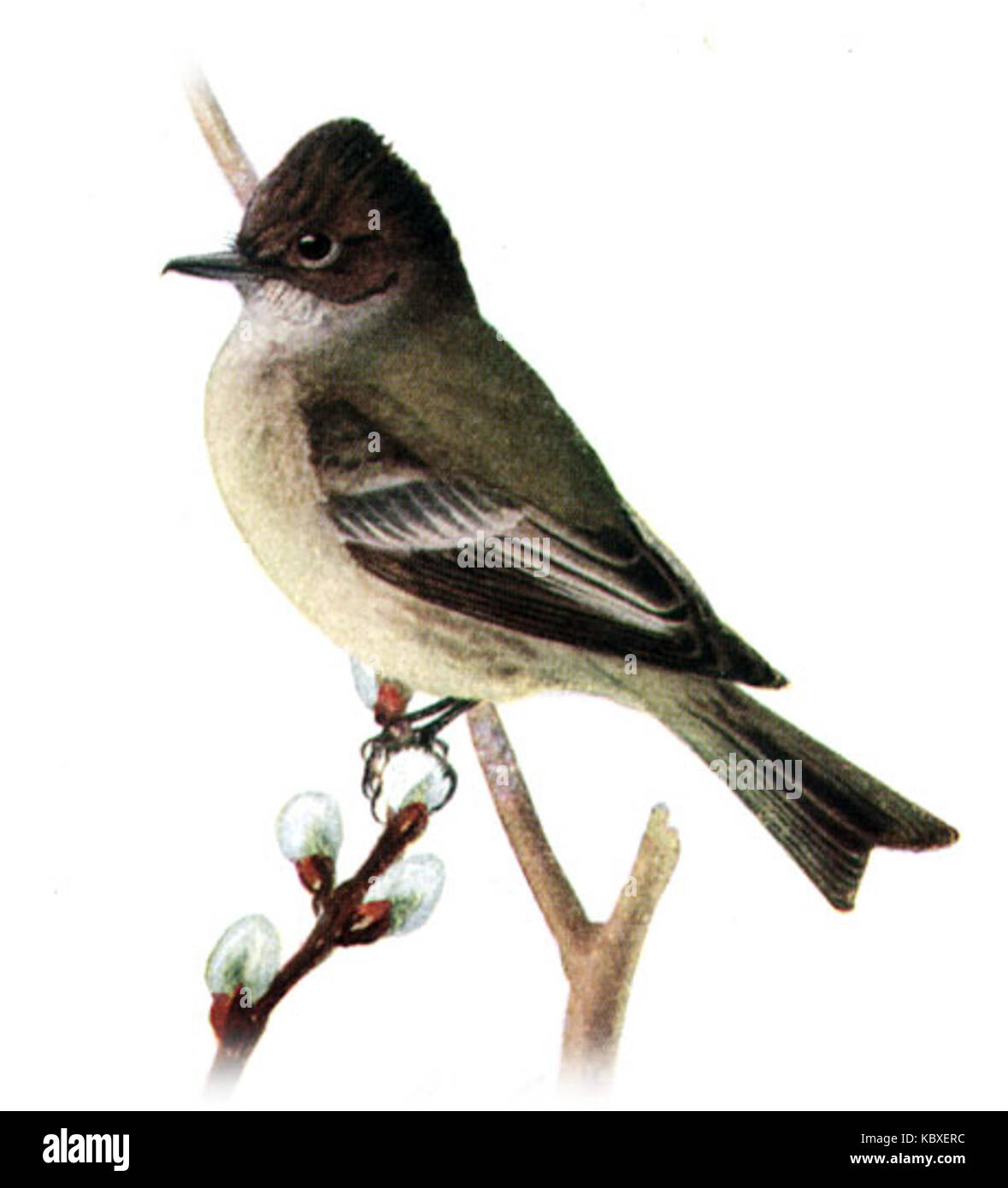Fotografia o illustrazione di Sayornis phoebe, un piccolo uccello passerino nordamericano noto anche come Eastern Phoebe, catalogato come AAP067B. Foto Stock