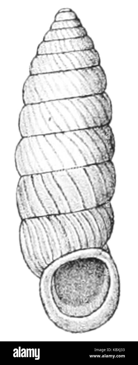 Holospira pasonis shell Foto Stock