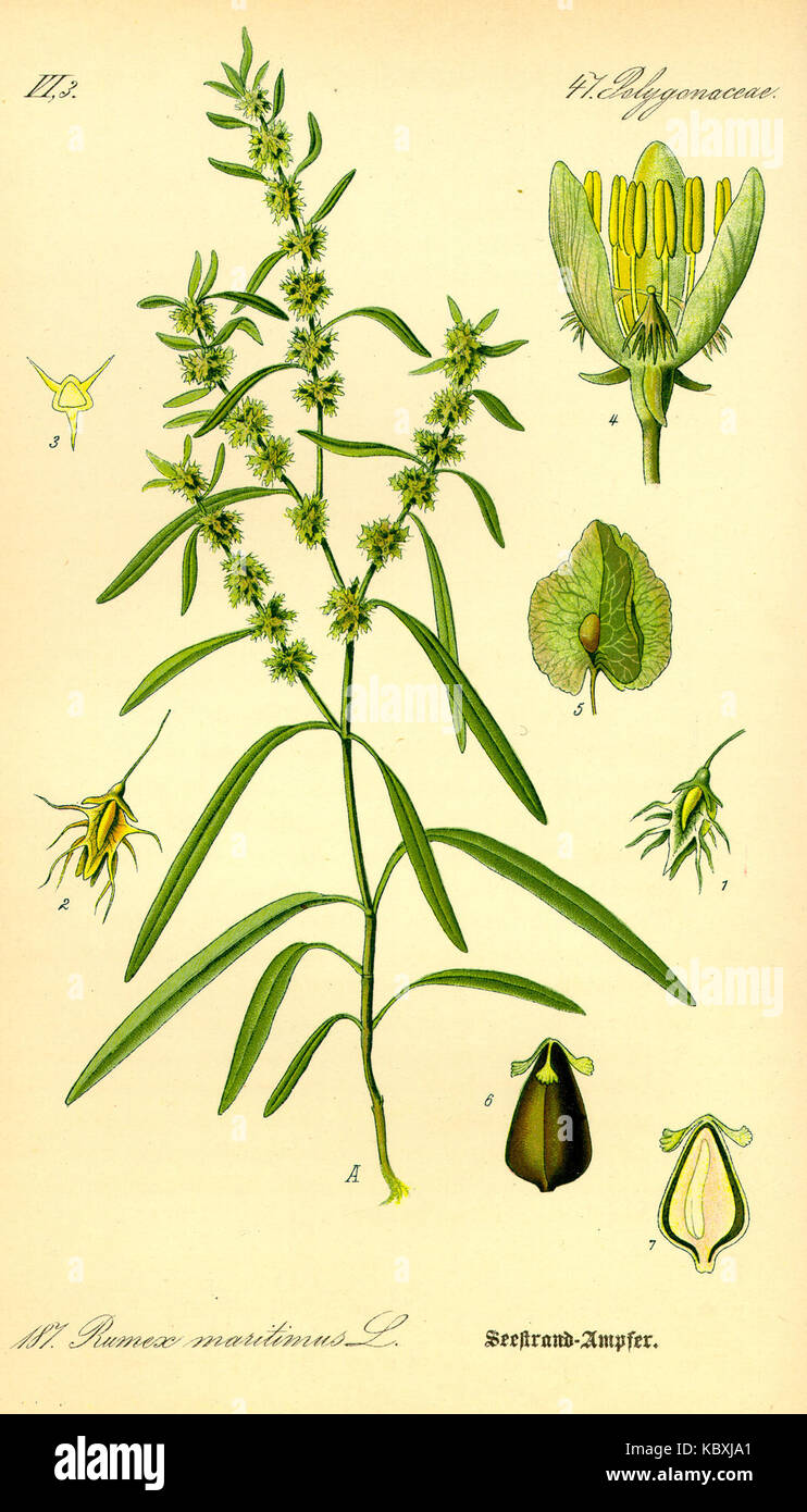 Illustrazione Rumex maritimus0 Foto Stock