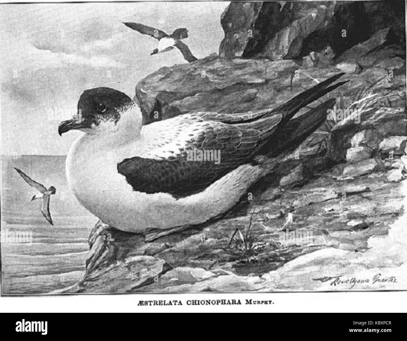 Pterodroma arminjoniana Foto Stock