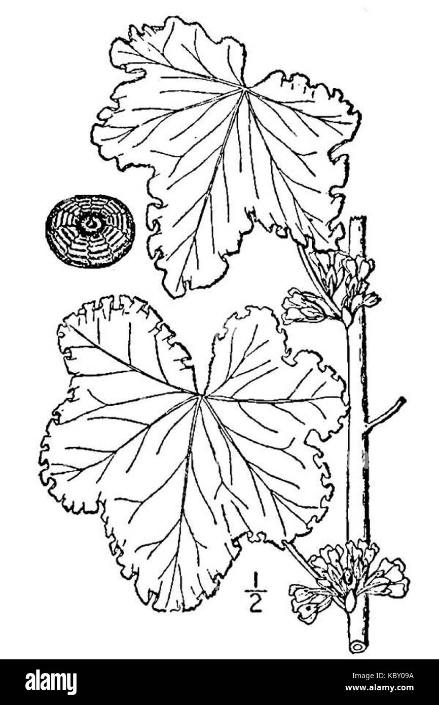 Malva verticillata (USDA) Foto Stock