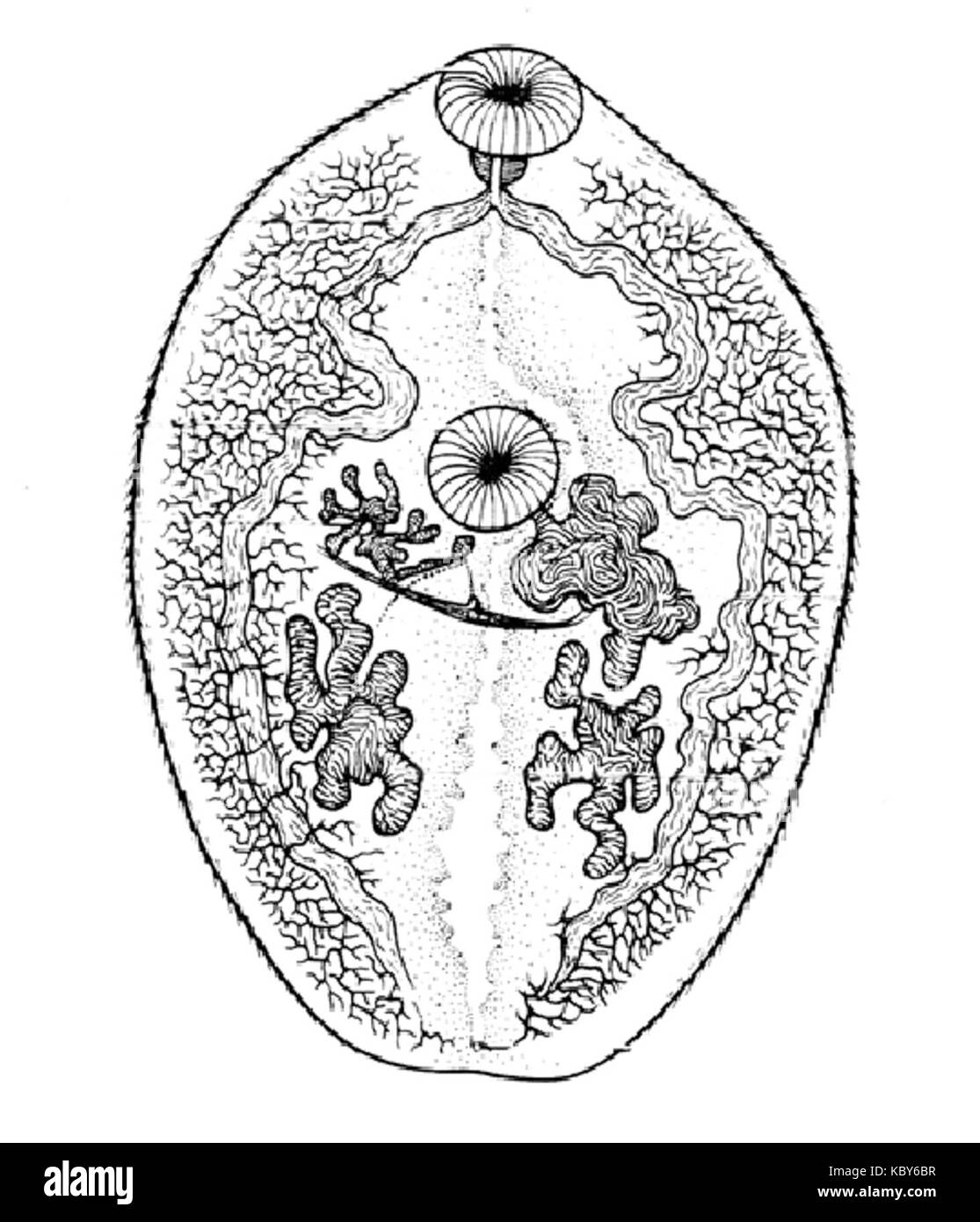 Paragonimus westermanii Foto Stock Paragonimus westermanii Foto Stock