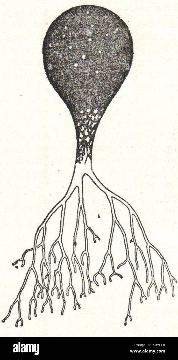 NSRW Coenocyte Foto Stock