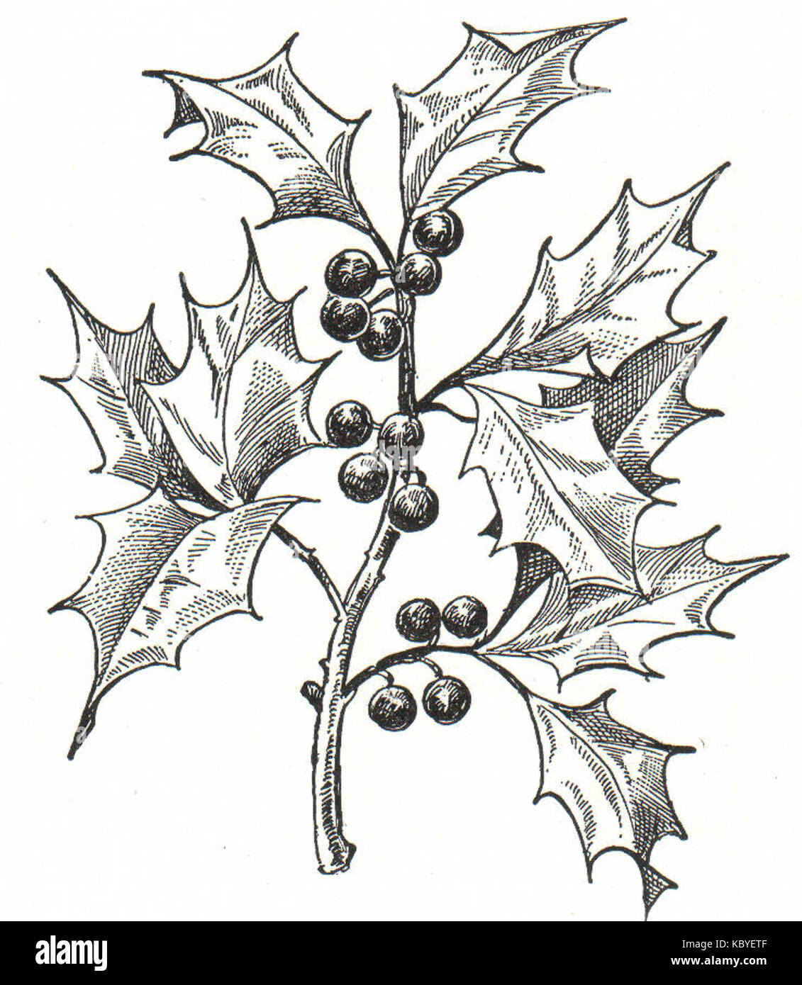 Un'immagine associata alla NSRW (National Steamship Railway Works), che mostra un soggetto industriale o relativo ai trasporti di nome Holly, che richiede un'ulteriore identificazione per il contesto completo. Foto Stock