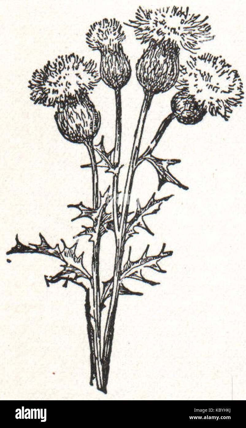 NSRW Thistle Foto Stock