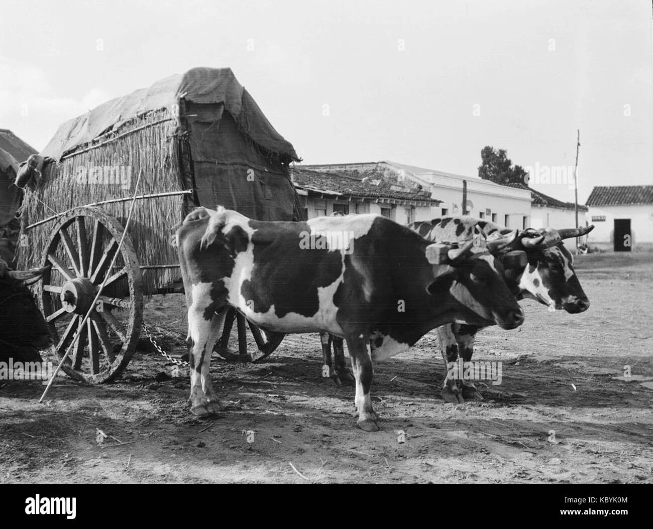 Coffeetransport1910 Foto Stock