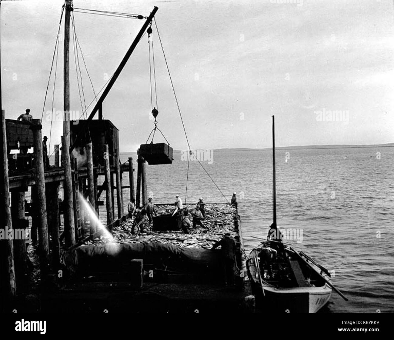 Lo scarico di salmone dalla scow a unidentified cannery, Alaska, Nushagak, 1917 (Cobb 171) Foto Stock
