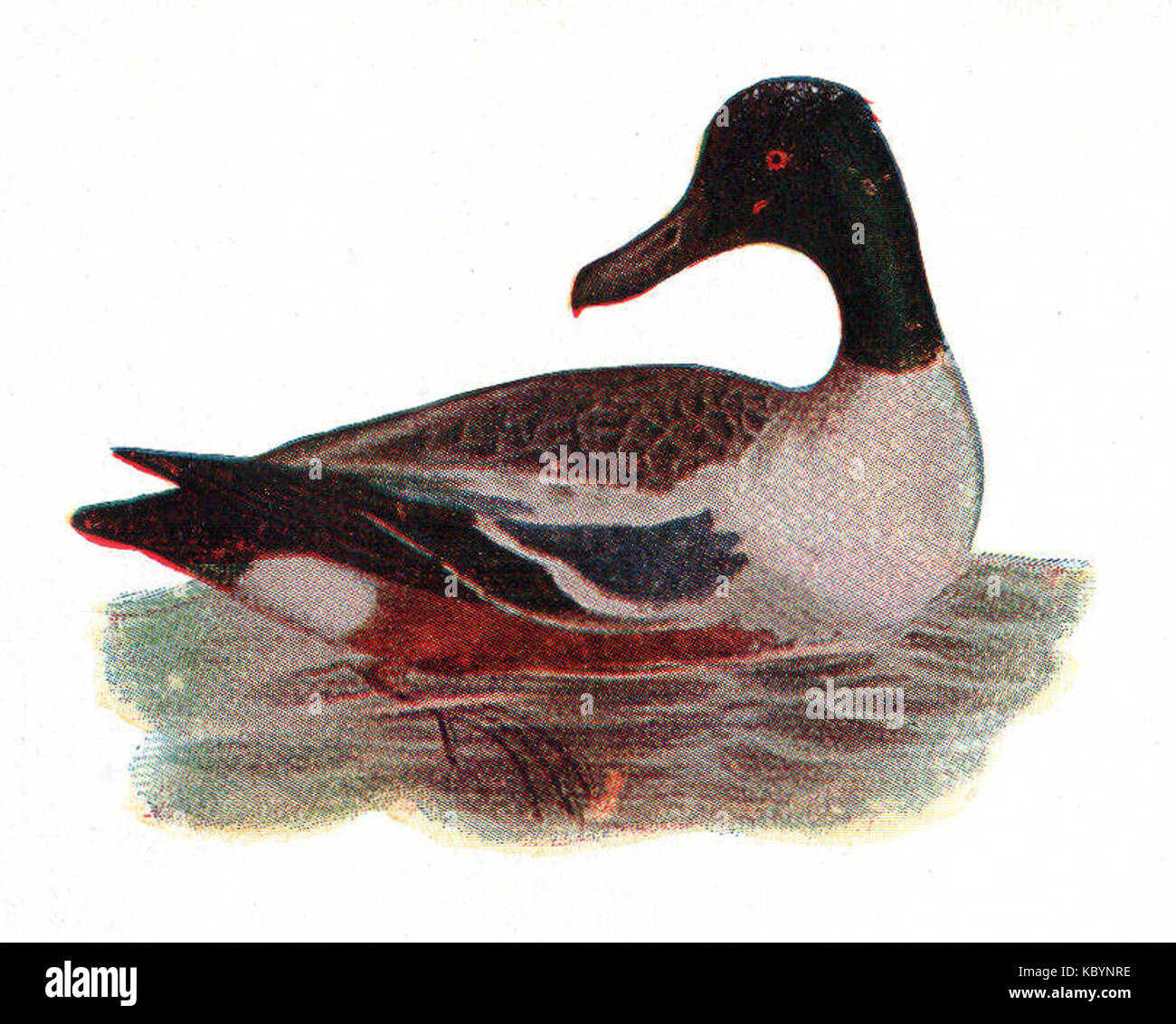 Questa immagine presenta un'anatra a becco, che mostra la sua caratteristica forma a becco e il suo habitat naturale, fornendo una vista dettagliata delle specie di uccelli nel suo ambiente. Foto Stock