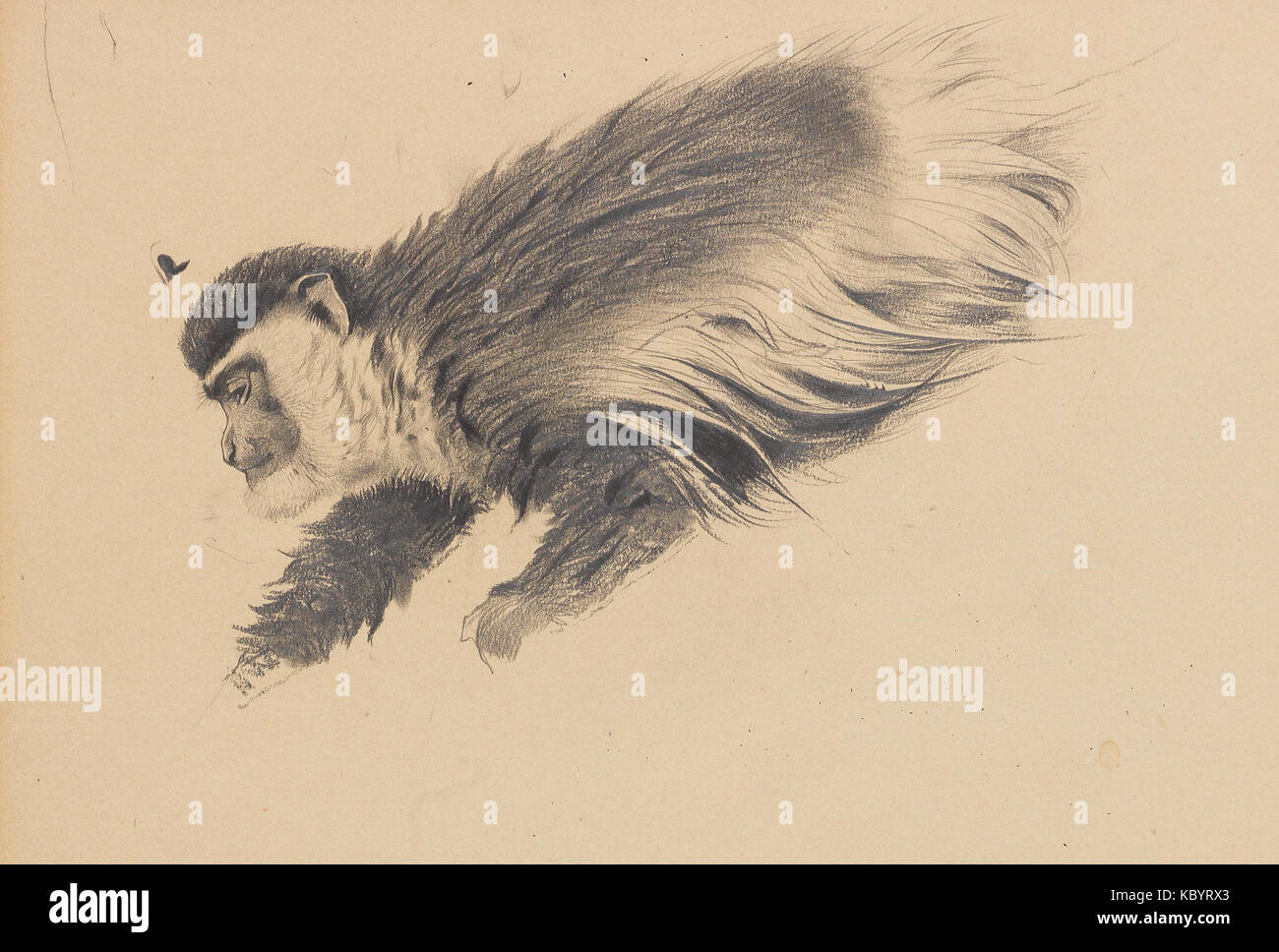 Kuhnert Wikhelm Colobus guereza c1900 Foto Stock