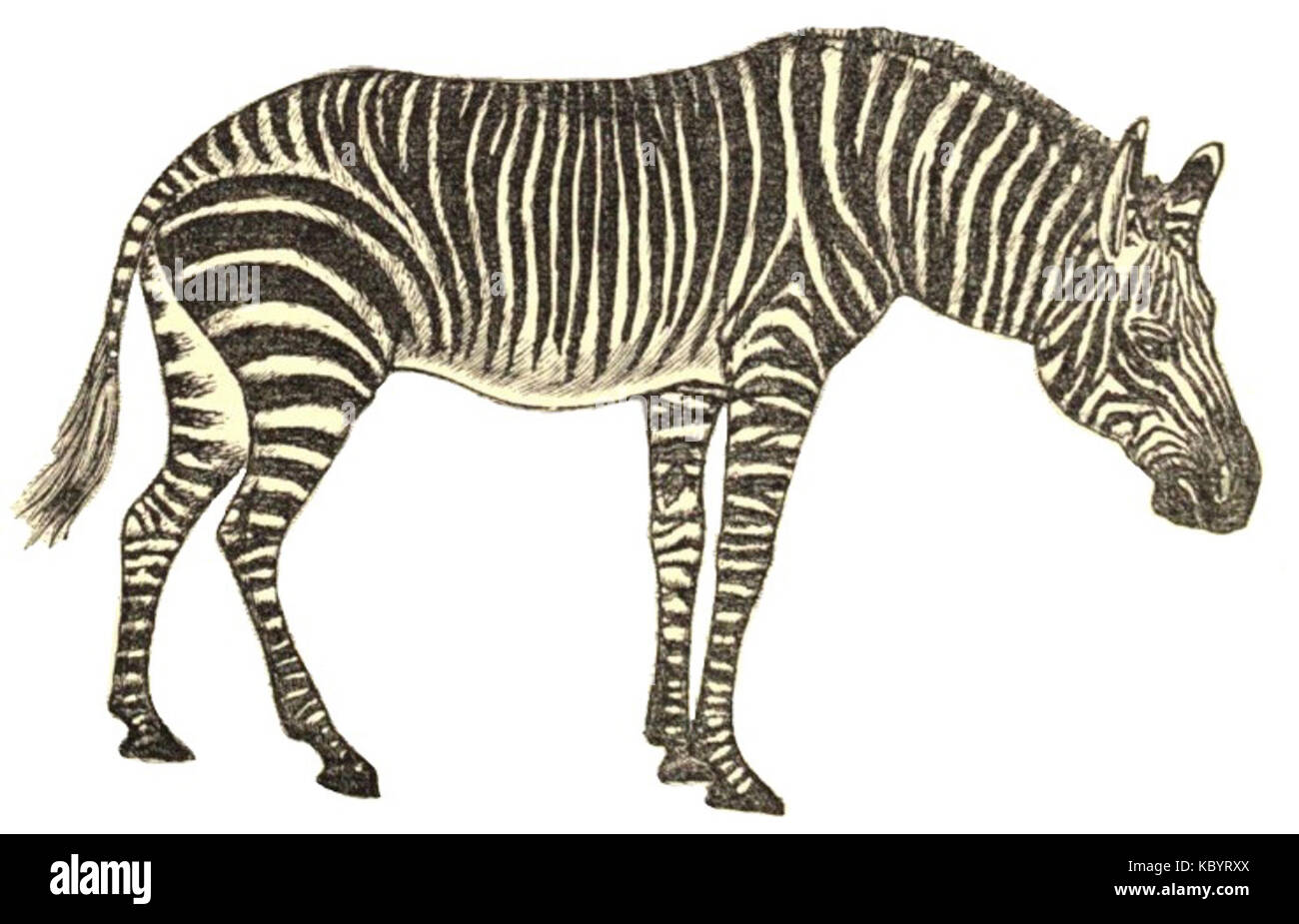 EB1911 Zebra Equus zebra sfondo bianco Foto Stock