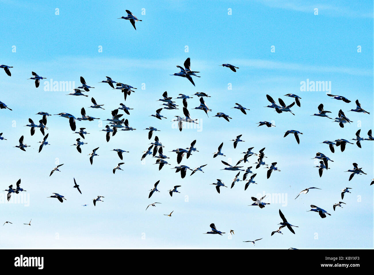 Un gregge di avocetti che volano in alto Foto Stock