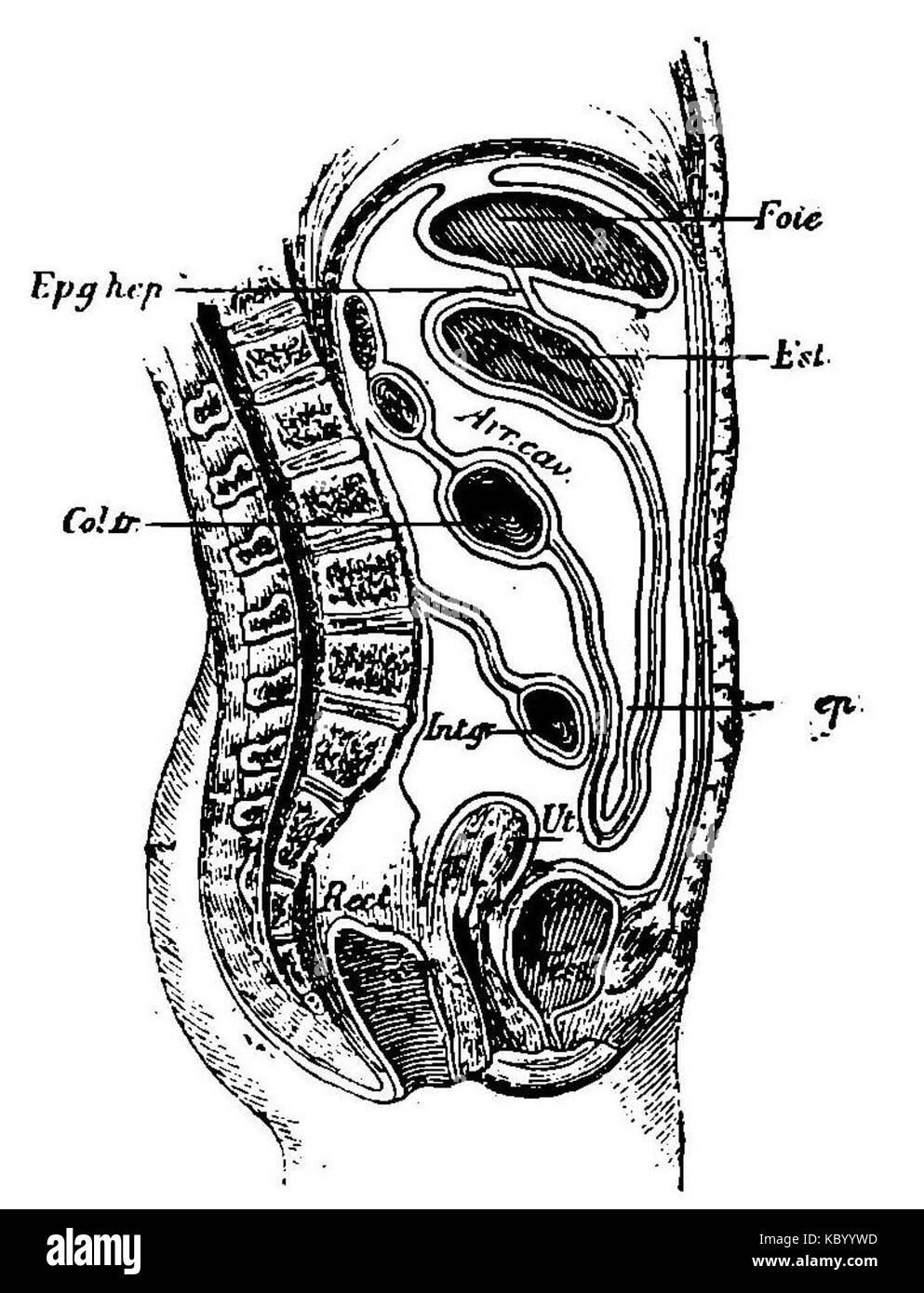 Grierson 13 addome Foto Stock