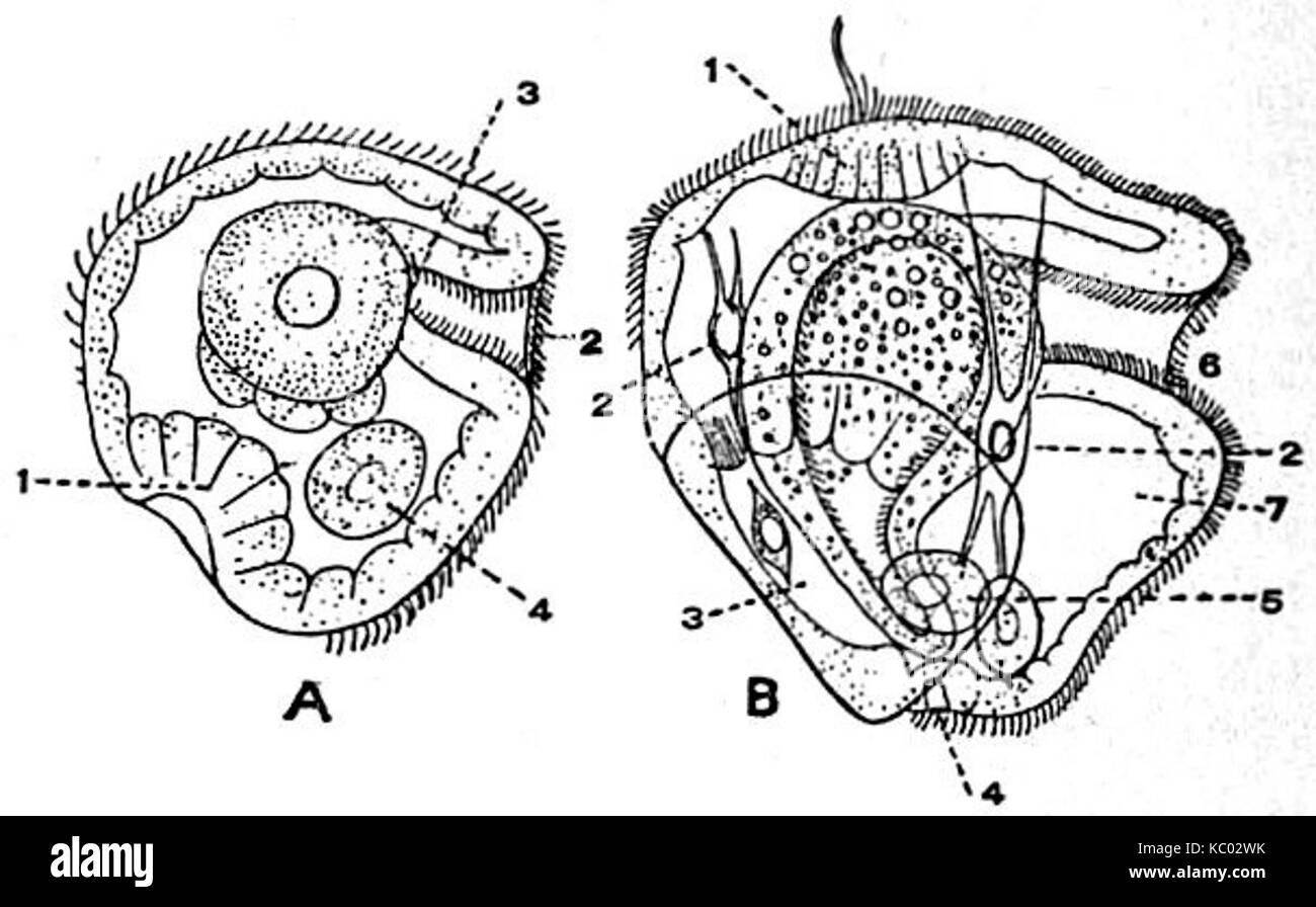EB1911 forme larvali di embrione e di giovani Trochosphere Larva della Lamellibranch Teredo Foto Stock