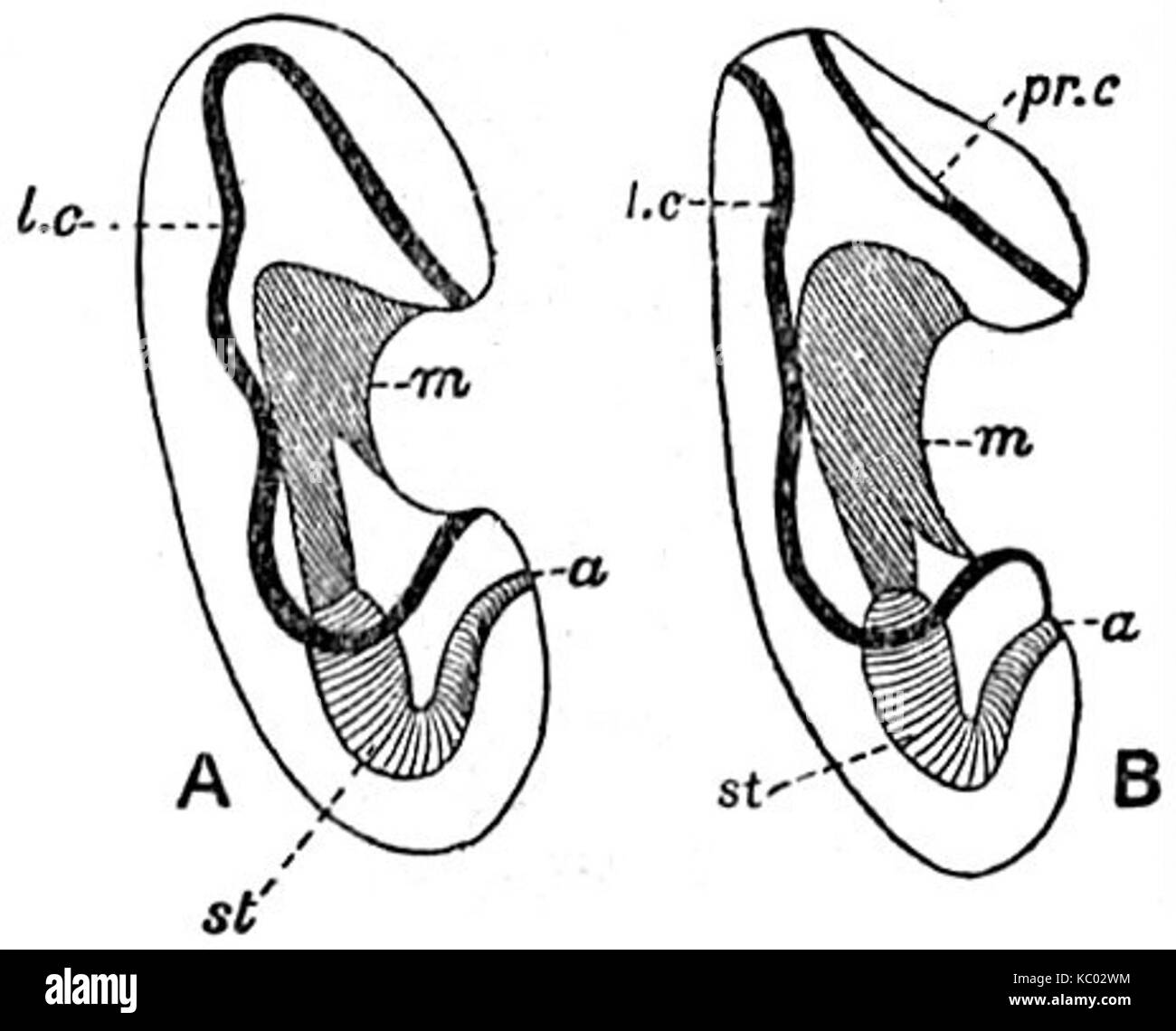 EB1911 forme larvali echinodermi larve Foto Stock