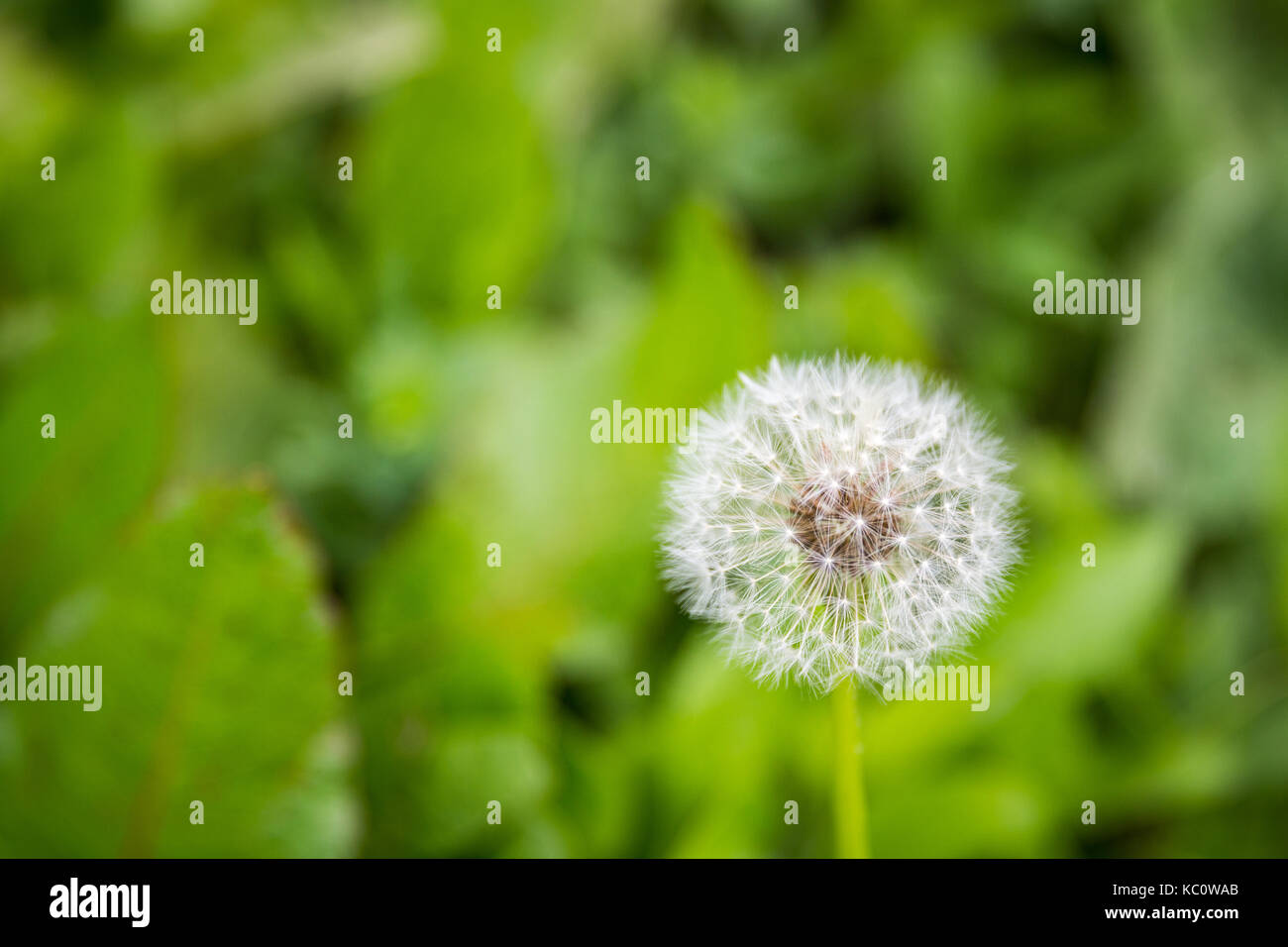 Vista dall'alto di un comune tarassaco Taraxacum officinale, una fioritura piante erbacee perenni pianta della famiglia Asteraceae. La palla rotonda di argento tufted Foto Stock