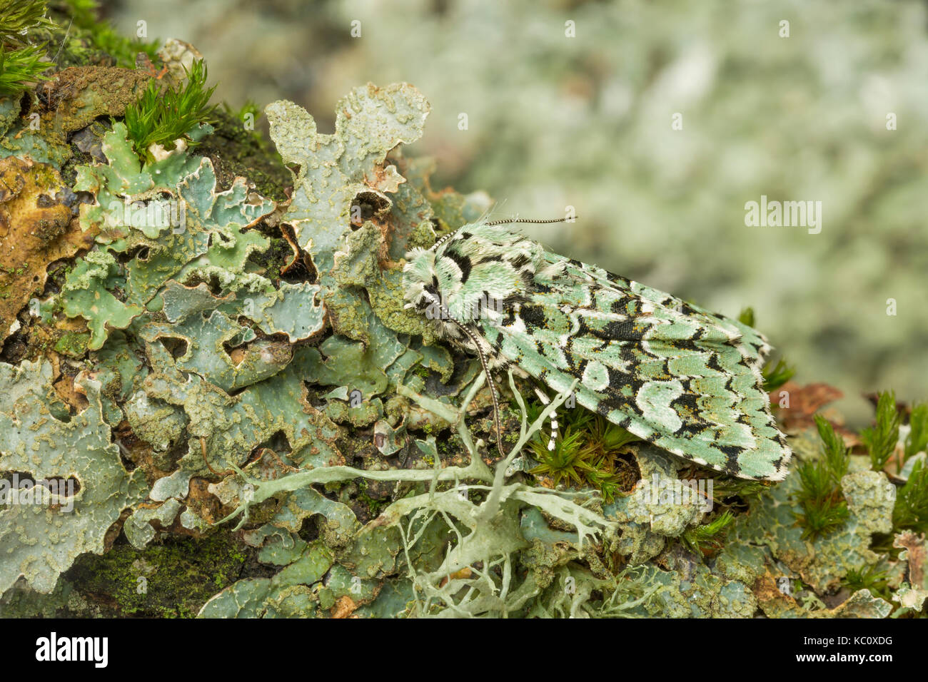 Merveille du Jour Tarma Dichonia aprilina, mimetizzata su lichen, Monmouthshire, Settembre. Foto Stock