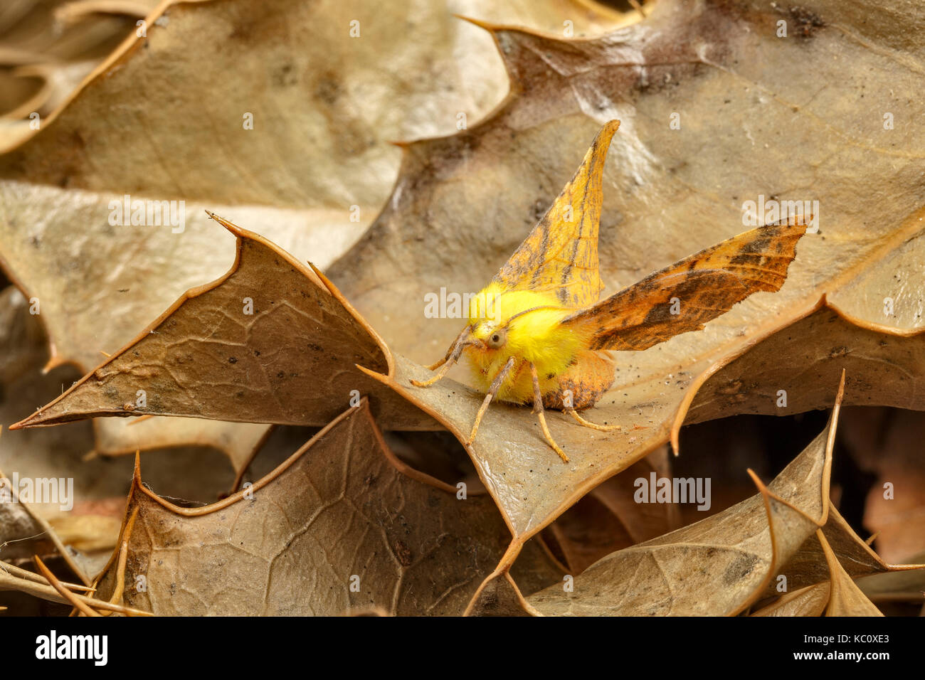 Canarie-spallamento thorn tarma Ennomos alniaria, Monmouthshire, Settembre. Famiglia Geometridae. Focus-immagine sovrapposta. Foto Stock