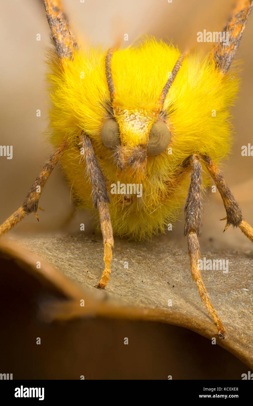 Canarie-spallamento thorn tarma Ennomos alniaria, Monmouthshire, Settembre. Famiglia Geometridae. Focus-immagine sovrapposta. Foto Stock