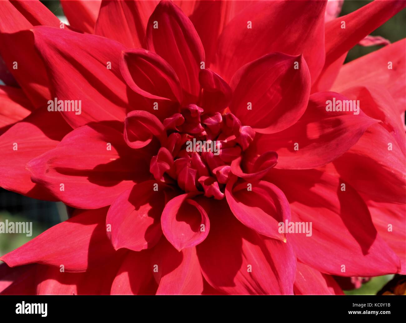 Rosso brillante Fiore Dahlia Foto Stock