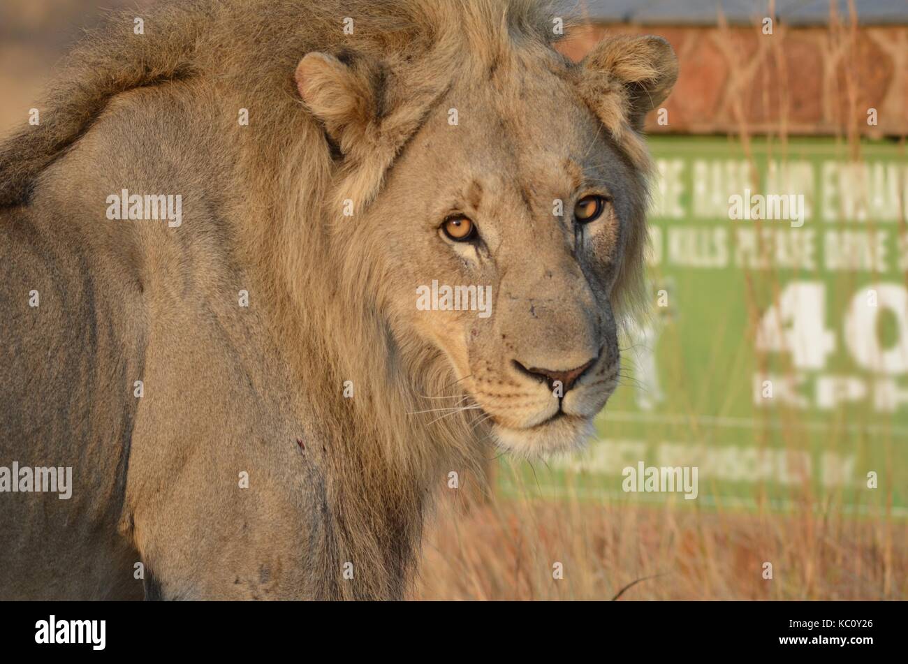 Lone giovane maschio lion (panthera leo) con la sua brutta mane guardando sopra la sua spalla - parco nazionale di Pilanesberg, sud africa Foto Stock