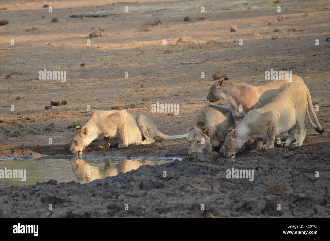 Un orgoglio dei leoni (panthera leo) Acqua potabile - parco nazionale di Pilanesberg, sud africa Foto Stock