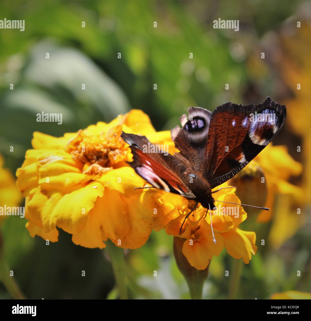 Butterfly su giallo calendula bud Foto Stock