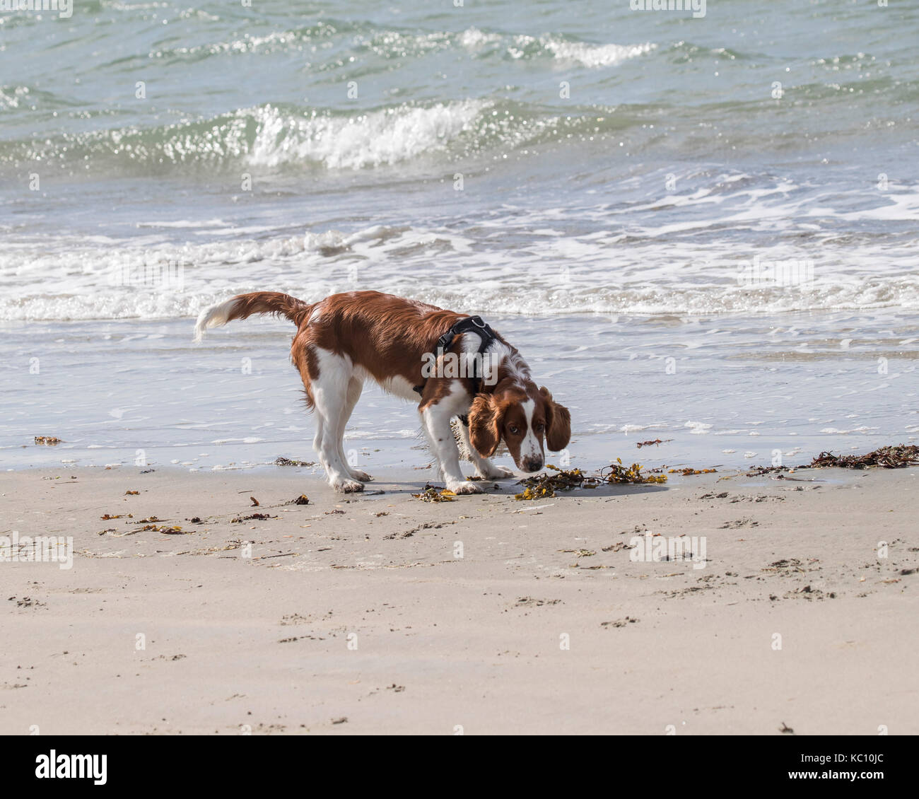 I sei mesi di età welsh springer spaniel sulla riva del mare Foto Stock