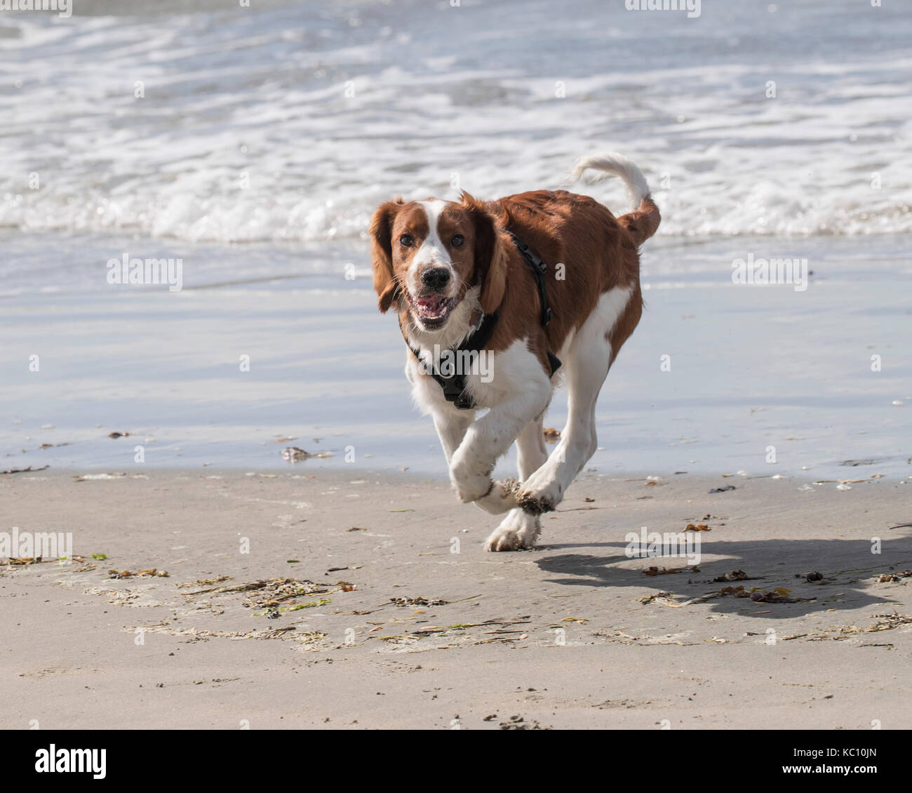 I sei mesi di età welsh springer spaniel sulla riva del mare Foto Stock