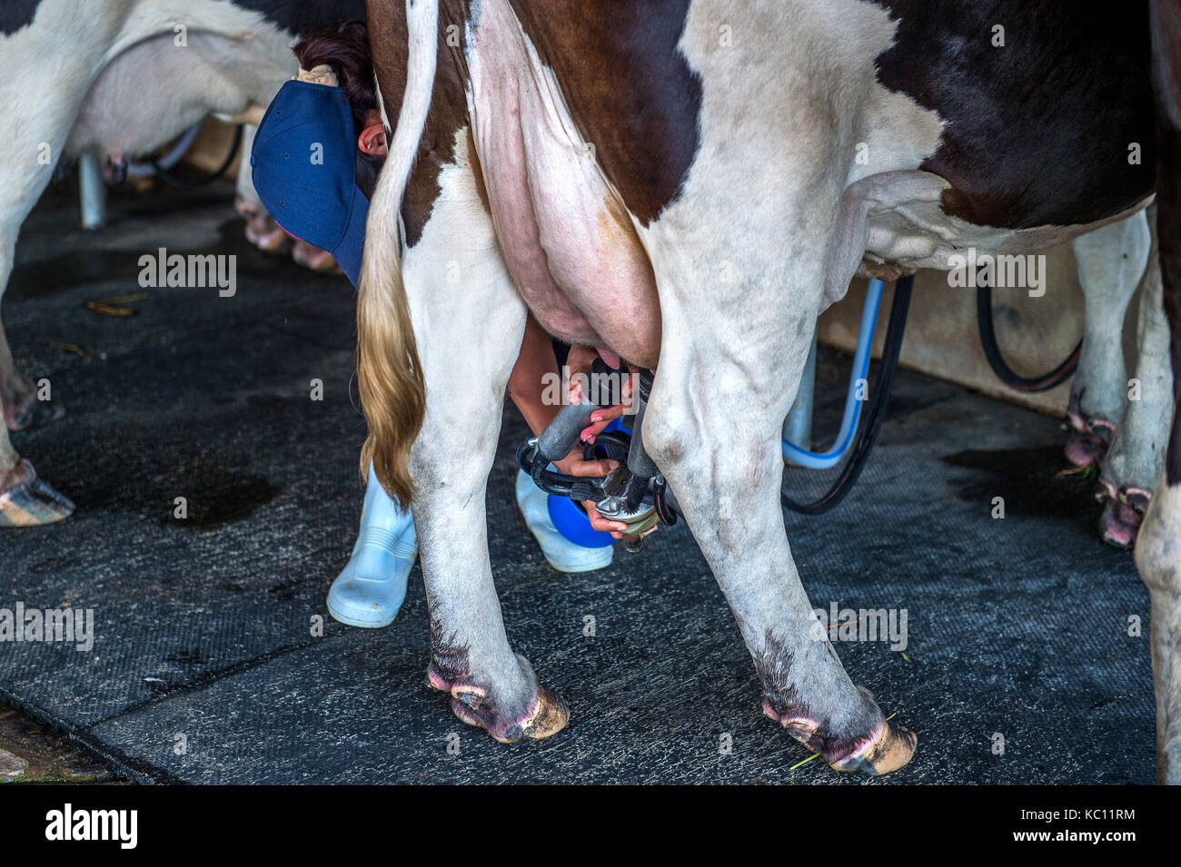 Le vacche in una fattoria, mucca mungitura con moderne macchine per la mungitura. Foto Stock