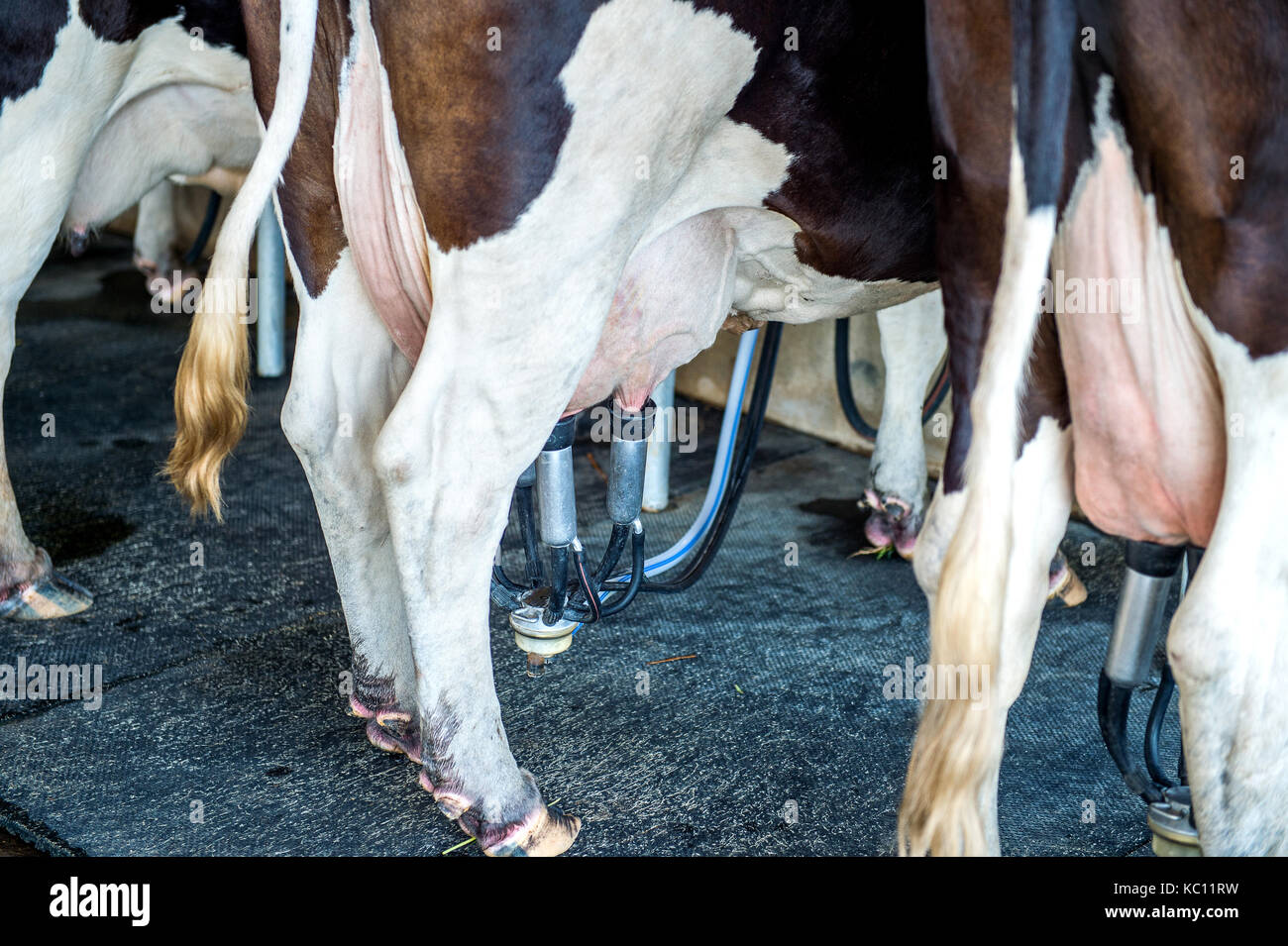 Le vacche in una fattoria, mucca mungitura con moderne macchine per la mungitura. Foto Stock