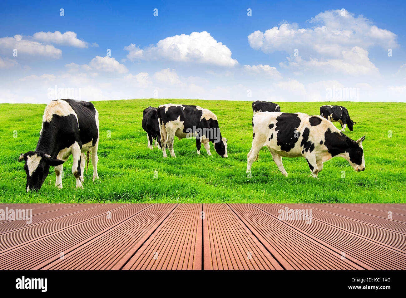 Vacche su un campo verde e blu cielo con pavimento in legno. Foto Stock