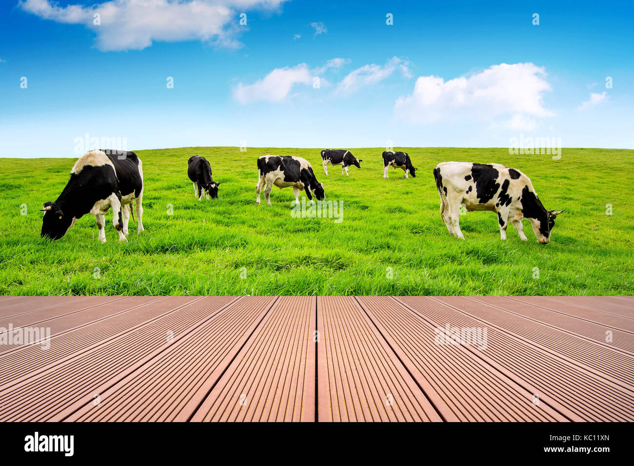 Vacche su un campo verde e blu cielo con pavimento in legno. Foto Stock