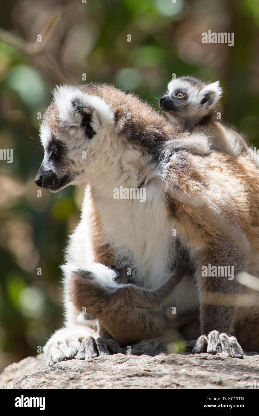 Anello-tailed lemur (Lemur catta) madre con un bambino sulla schiena e un bambino lattante, anja national park, Madagascar, 2017 Foto Stock