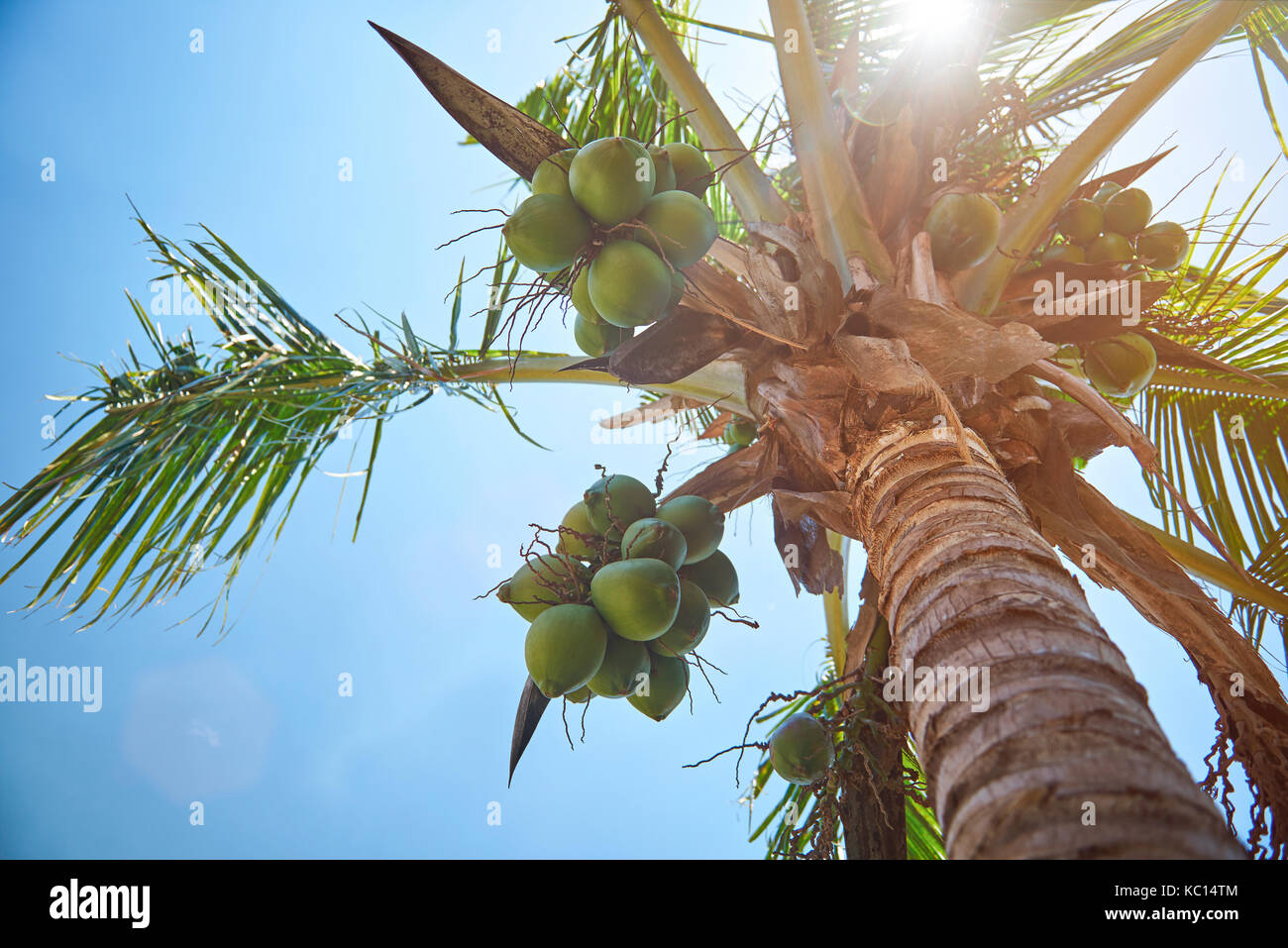 Coconut Palm tree sulla luce di sole sul Cielo di estate blu Foto Stock